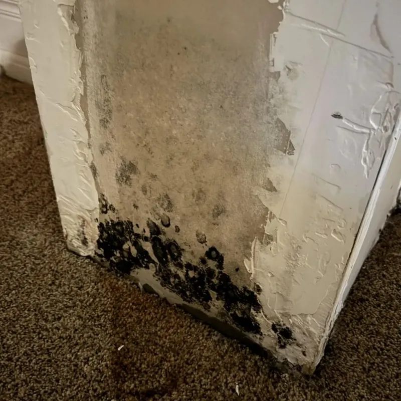 Professional Mold Removal in Hollister, CA